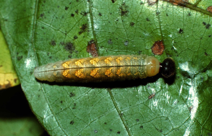 Fig.13. Larva  de <i>Cecropterus</i></i> doryssusDHJ01. Voucher : 02-SRNP-6305-DHJ64867.jpg.