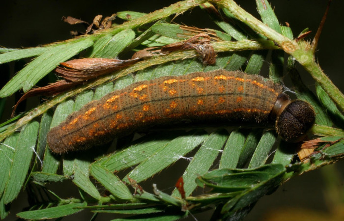 Fig.14. Larva  de <i>Cecropterus albimargo</i></i>. Voucher : 08-SRNP-4799-DHJ437678.jpg.