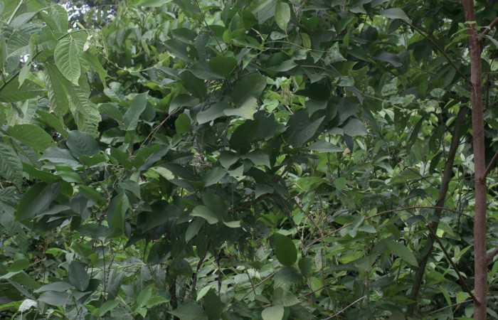 Fig.15. Planta hospedera de <i>Cecropterus zarex</i></i>, <i>Vigna adenantha</i></i>.   