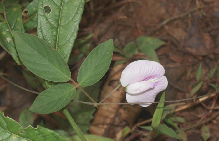 Fig.16. Mostrando hoja <i>Vigna adenantha</i></i>, planta hospedera de <i>Cecropterus zarex</i></i>. 