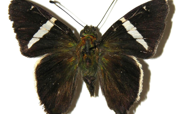 Fig.2. Adulto de <i>Cecropterus zarex</i></i>. Macho 34mm  de longitud vista ventral. Voucher : 05-SRNP-57363-DHJ307890.jpg.