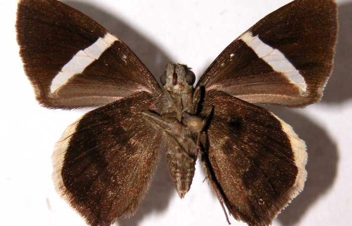 Fig.3. Adulto de <i>Cecropterus zarex</i></i>. Hembra 31mm  de longitud vista ventral. Voucher : 95-SRNP-7760-DHJ39911.jpg.