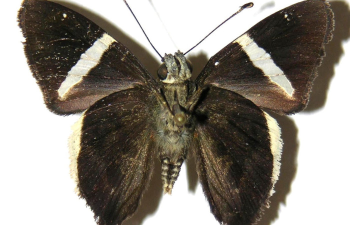 Fig.4. Adulto de <i>Cecropterus zarex</i></i>. Macho 34mm  de longitud vista ventral. Voucher : 05-SRNP-57363-DHJ307891.jpg.