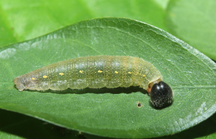 Fig.5. Larva de <i>Cecropterus zarex</i></i>. 17mm de  longitud vista dorsal. Voucher : 16-SRNP-70519-DHJ732701.jpg. 
