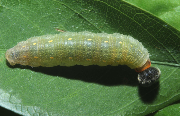 Fig.6. Larva de <i>Cecropterus zarex</i></i>. 17mm de longitud. Voucher : 16-SRNP-70519-DHJ732708.jpg.
