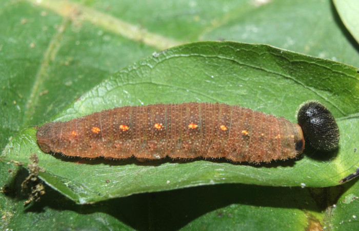 Fig.7. Larva de <i>Cecropterus zarex</i></i>. 21mm  de longitud, mostrando vista dorsal. Voucher : 16-SRNP-70519-DHJ732765.jpg. 
