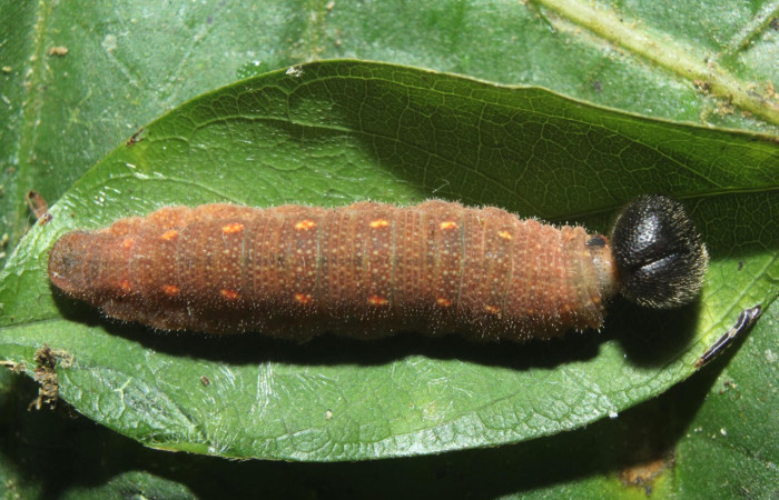 Fig.8. Larva de <i>Cecropterus zarex</i></i>. 21mm de longitud vista dosal. Voucher : 16-SRNP-70519-DHJ732766.jpg. 