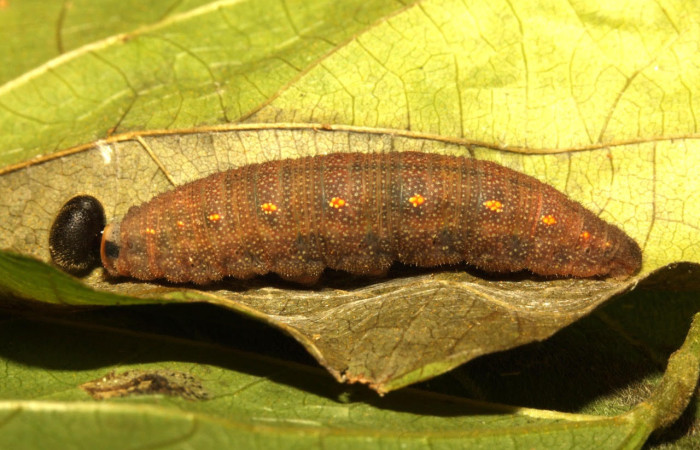 Fig.9. Larva de <i>Cecropterus zarex</i></i>. 34mm de longitud. Mostrando cabeza de frente. Voucher : 16-SRNP-30241-DHJ729515.jpg.