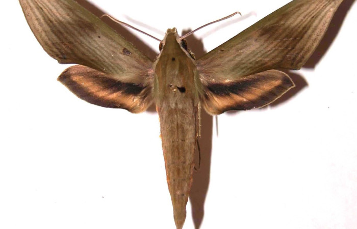 Fig. 01, Adulto de <i>Xylophanes libya</i></i> (Sphingidae), macho, vista dorsal 72mm de longitud, Voucher: 02-SRNP-19250-DHJ35488.jpg.