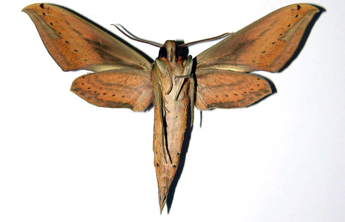 Fig. 02, Adulto de <i>Xylophanes libya</i></i> (Sphingidae), macho, vista ventral 71mm de longitud, Voucher: 00-SRNP-3192-DHJ99529.jpg.