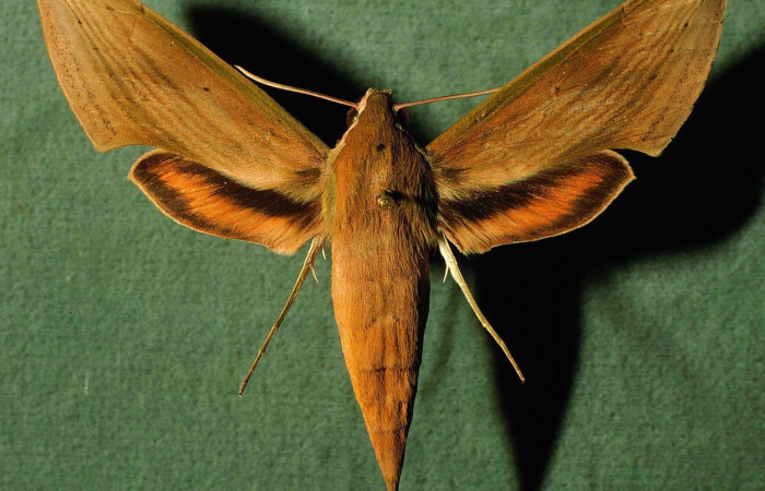 Fig. 03, Adulto de <i>Xylophanes libya</i></i> (Sphingidae), hembra, vista dorsal 72mm de longitud, Voucher: 91-SRNP-3056-DHJ30201.jpg.