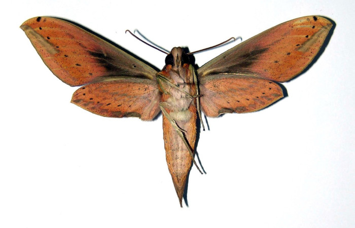 Fig. 04, Adulto de <i>Xylophanes libya</i></i> (Sphingidae), hembra, vista ventral 72mm de longitud, Voucher: 00-SRNP-3217-DHJ99535.jpg.