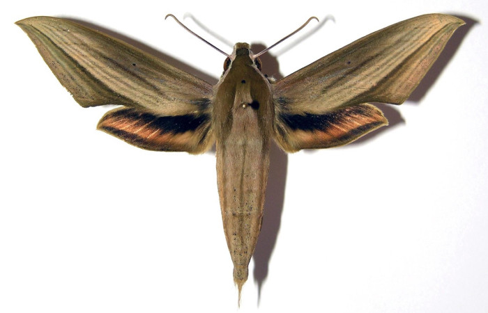 Fig. 05, Adulto de <i>Xylophanes loelia</i></i> (Sphingidae), macho, vista dorsal 72mm de longitud, Voucher: 04-SRNP-41581-DHJ95144.jpg.