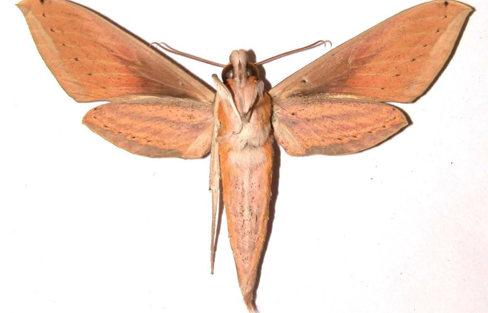 Fig. 06, Adulto de <i>Xylophanes loelia</i></i> (Sphingidae), hembra, vista dorsal 72mm de longitud, Voucher: 01-SRNP-4394-DHJ35827.jpg.