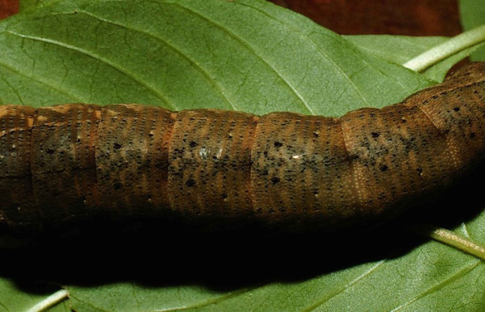 Fig. 07. Larva de <i>Xylophanes libya</i></i> (Sphingidae), vista dorsal 60mm de longitud, último estadío. Voucher: 98-SRNP-5538-DHJ45534.jpg.