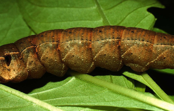 Fig. 08. Larva de <i>Xylophanes libya</i></i> (Sphingidae), vista lateral 66mm de longitud, último estadío. Voucher: 97-SRNP-3065-DHJ42141.jpg.