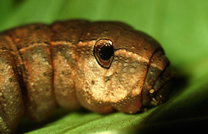 Fig. 09. Larva de <i>Xylophanes libya</i></i> (Sphingidae), torax en vista lateral 66mm de longitud, último estadío. 97-SRNP-3065-DHJ42128.jpg.