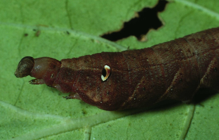 Fig. 10. Larva de <i>Xylophanes libya</i></i> (Sphingidae), torax en vista lateral 60mm de longitud, penúltimo estadío. Voucher: 84-SRNP-668-DHJ7570.jpg.