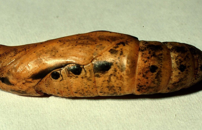 Fig. 11. Pupa de <i>Xylophanes libya</i></i> (Sphingidae), lateral entera, 53mm de longitud. Voucher: 98-SRNP-8572-DHJ46818.jpg.