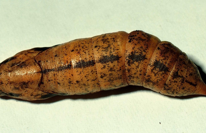 Fig. 12. Pupa de <i>Xylophanes libya</i></i> (Sphingidae), dorsal entera, 53mm de longitud. Voucher: 98-SRNP-8572-DHJ46816.jpg.