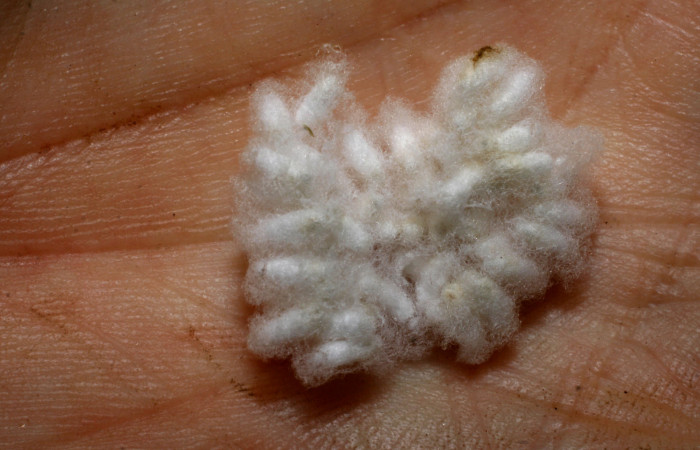 Capullos de <i>Parapanteles scotti</i></i> (Braconidae) en <i>Spodoptera androgea</i></i> (Noctuidae) Voucher:05-SRNP-43188-DHJ436430.jpg.