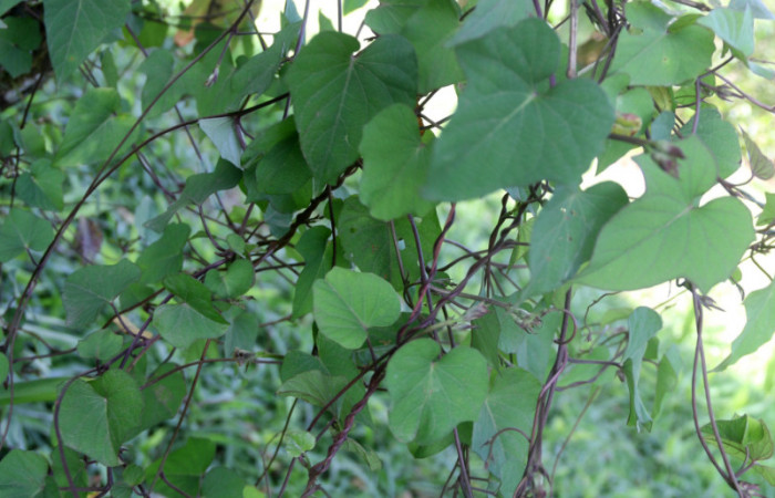 <i>Ipomoea batatas</i></i> (Convolvulaceae) una de las plantas hospederas de <i>Spodoptera androgea</i></i> (Noctuidae) Estación San Gerardo Febrero 2019.