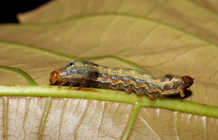 Parte dorsal de <i>Spodoptera androgea</i></i> (Noctuidae) Tercer estadio.Voucher:17-SRNP-558-DHJ704334.jpg.