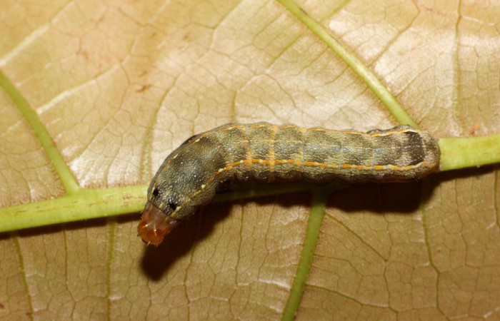 Parte dorsal de <i>Spodoptera androgea</i></i> (Noctuidae) Tercer estadio.Voucher:17-SRNP-558-DHJ704335.jpg.