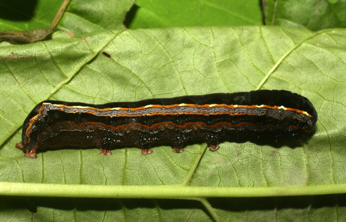 Parte lateral de <i>Spodoptera androgea</i></i> (Noctuidae) último estadio.Voucher:16-SRNP-36215-DHJ709755.jpg.