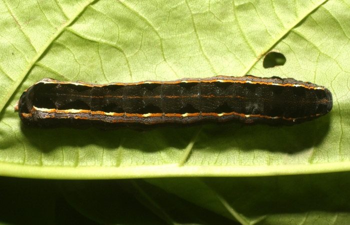 Parte dorsal de <i>Spodoptera androgea</i></i> (Noctuidae) último estadio. Voucher:16-SRNP-36215-DHJ709756.jpg.