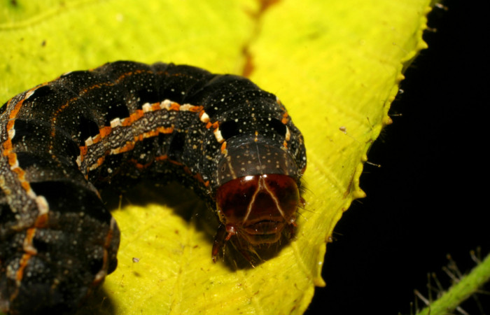 Parte frontal de <i>Spodoptera androgea</i></i> (Noctuidae) último estadio.Voucher: 06-SRNP-30143-DHJ409765.jpg.
