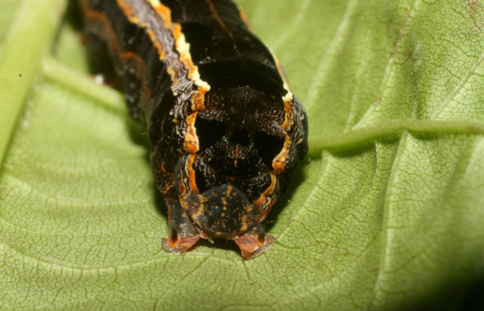 Parte trasera de <i>Spodoptera androgea</i></i> (Noctuidae) último estadio.Voucher:16-SRNP-36215-DHJ709749.jpg.