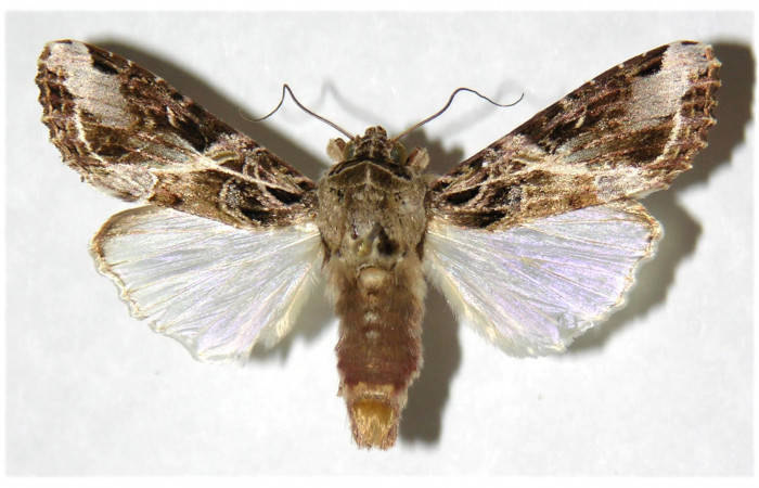  Adulto de <i>Spodoptera androgea</i></i> (Noctuidae) último estadio.Voucher: 01-SRNP-309-DHJ315934.