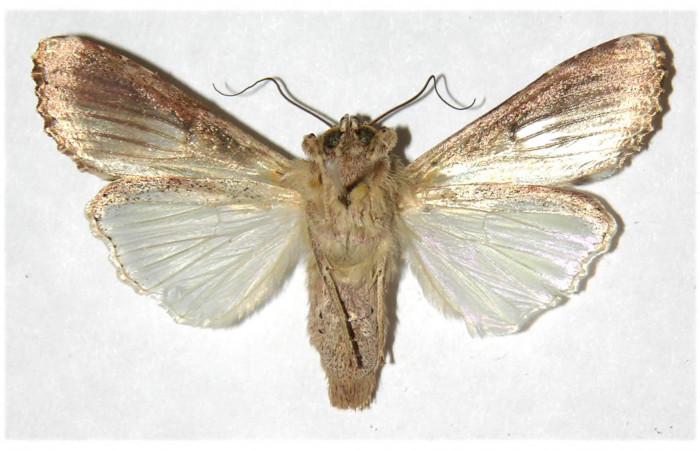Adulto de <i>Spodoptera androgea</i></i> (Noctuidae) último estadio.Voucher: 01-SRNP-309-DHJ315935.