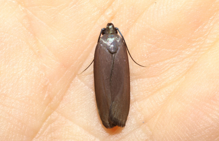 Fig.10 Adulto <i>Antaeotricha</i></i> zelleriEPR02, Depressariidae, mostrando la posición dorsal cerrado. Voucher: 10-SRNP-894-DHJ470517.jpg.