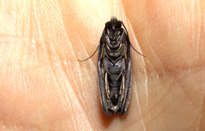 Fig.11 Adulto <i>Antaeotricha</i></i> zelleriEPR02, Depressariidae, mostrando la posición ventral cerrado. Voucher: 10-SRNP-894-DHJ470518.jpg.