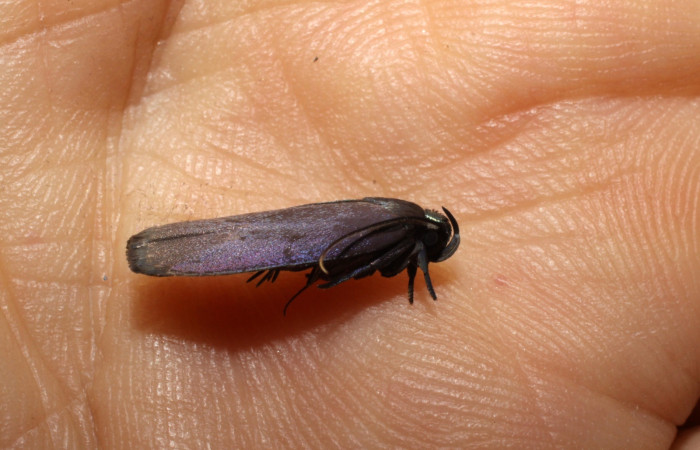 Fig.12 Adulto <i>Antaeotricha</i></i> zelleriEPR02, Depressariidae, mostrando la posición dorsal costado. Voucher: 10-SRNP-894-DHJ470519.jpg.