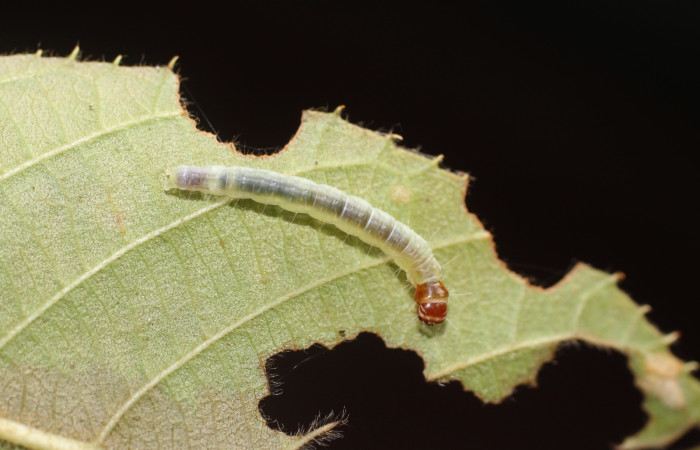 Fig. 13 Larva <i>Antaeotricha</i></i> zelleriEPR02, Depressariidae, (estadio U), mostrando la posición dorsal entero, se alimenta <i>Clethra lanata</i></i>, familia (Clethraceae). Voucher: 14-SRNP-4747-DHJ487643.jpg.
