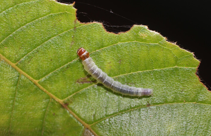 Fig. 14 Larva <i>Antaeotricha</i></i> zelleriEPR02, Depressariidae, (estadio U), mostrando la posición dorsal entero, se alimenta <i>Clethra lanata</i></i>, familia (Clethraceae). Voucher: 14-SRNP-4747-DHJ487644.jpg.
