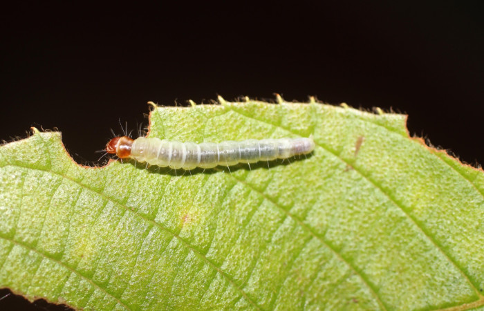 Fig. 15 Larva <i>Antaeotricha</i></i> zelleriEPR02, Depressariidae, (estadio U), mostrando la posición dorsal entero, se alimenta <i>Clethra lanata</i></i>, familia (Clethraceae). Voucher: 14-SRNP-4747-DHJ487645.jpg.