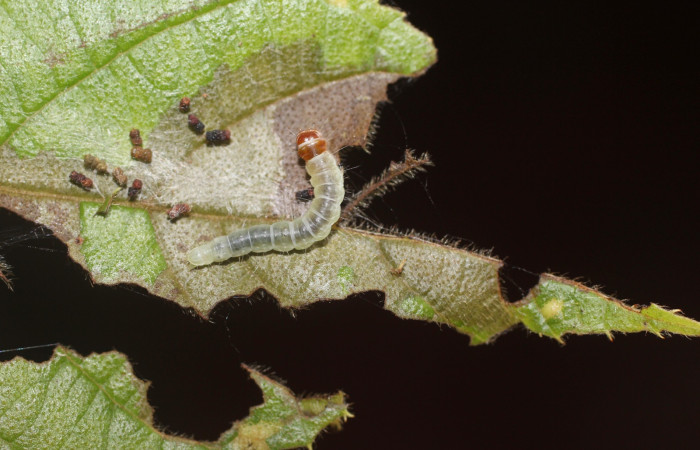 Fig. 16 Larva <i>Antaeotricha</i></i> zelleriEPR02, Depressariidae, (estadio U), mostrando la posición lateral entero, se alimenta <i>Clethra lanata</i></i>, familia (Clethraceae). Voucher: 14-SRNP-4747-DHJ487646.jpg.