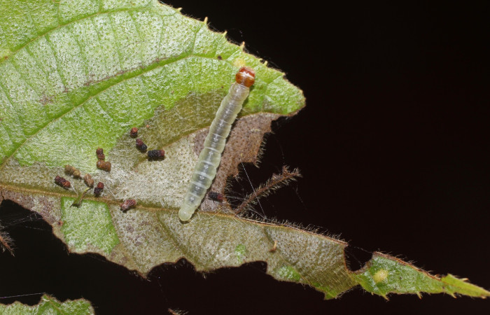 Fig. 17 Larva <i>Antaeotricha</i></i> zelleriEPR02, Depressariidae, (estadio U), mostrando la posición lateral entero, se alimenta <i>Clethra lanata</i></i>, familia (Clethraceae). Voucher: 14-SRNP-4747-DHJ487647.jpg.
