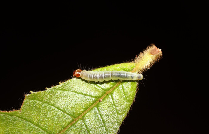 Fig. 18 Larva <i>Antaeotricha</i></i> zelleriEPR02, Depressariidae, (estadio U), mostrando la posición dorsal entero, se alimenta <i>Clethra lanata</i></i>, familia (Clethraceae). Voucher: 14-SRNP-4747-DHJ487648.jpg.