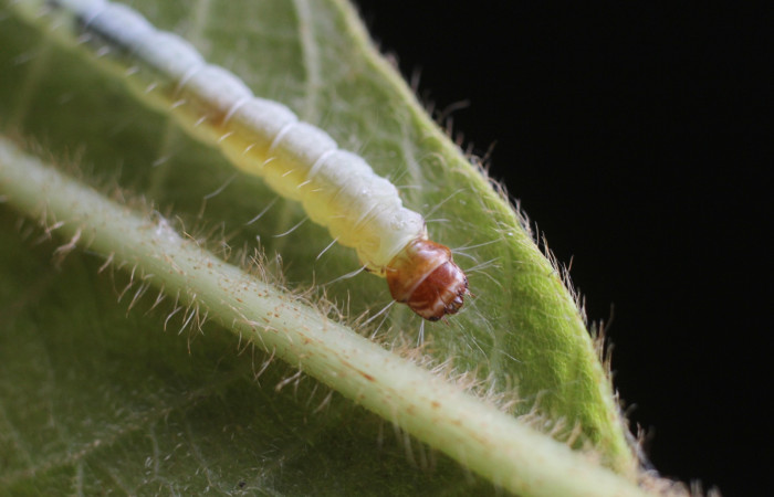 Fig. 19 Larva <i>Antaeotricha</i></i> zelleriEPR02, Depressariidae, (estadio U), mostrando la posición frontal cabeza, se alimenta <i>Clethra lanata</i></i>, familia (Clethraceae). Voucher: 14-SRNP-4747-DHJ487649.jpg.