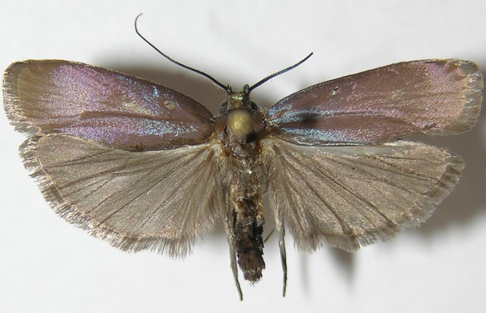 Fig.1 Adulto <i>Antaeotricha</i></i> zelleriEPR02, Depressariidae, mostrando la parte dorsal. Voucher: 10-SRNP-894-DHJ532240.
