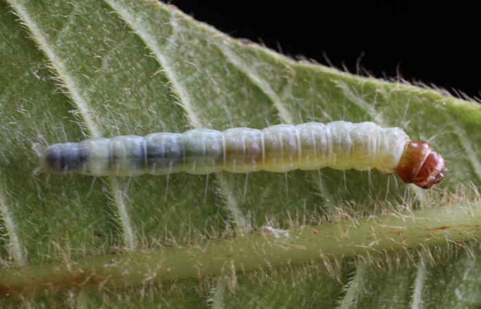 Fig. 20 Larva <i>Antaeotricha</i></i> zelleriEPR02, Depressariidae, (estadio U), mostrando la posición dorsal entero, se alimenta <i>Clethra lanata</i></i>, familia (Clethraceae). Voucher: 14-SRNP-4747-DHJ487650.jpg.