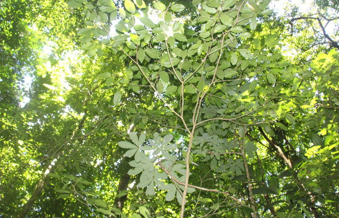 Fig. 21 Planta <i>Hasseltia floribunda</i></i> (Salicaceae),
hospedera de la larva  <i>Antaeotricha</i></i> zelleriEPR02, (Depressariidae), Foto tomada 12 Junio 2023
Sector Santa María, Sendero Canal. Elieth Cantillano.
