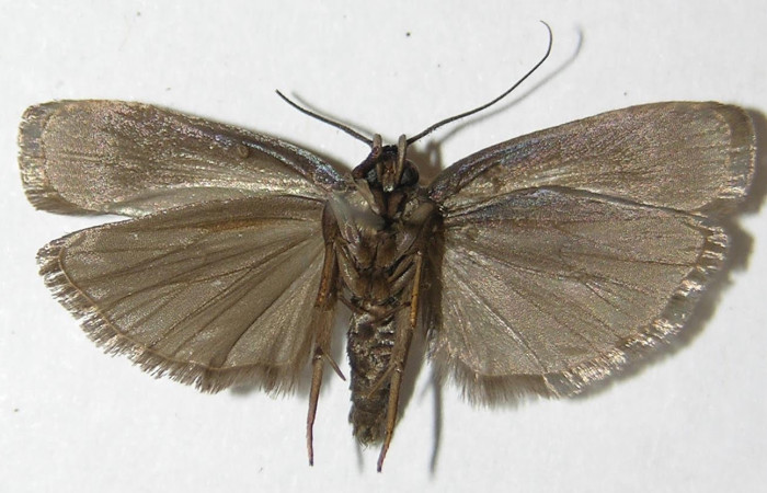 Fig.2 Adulto <i>Antaeotricha</i></i> zelleriEPR02, Depressariidae, mostrando la parte ventral. Voucher: 10-SRNP-894-DHJ532241.