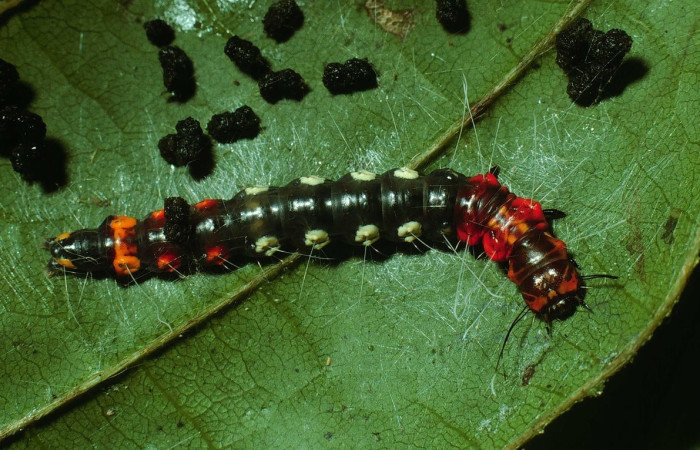 Fig. 5 Larva  
<i>Antaeotricha renselariana</i></i>, (Depressariidae), (estadio U), mostrando la posición dorsal entero, se alimenta  <i>Dioclea malacocarpa</i></i>, familia (Fabaceae). Voucher: 02-SRNP-7882-DHJ68748.jpg.