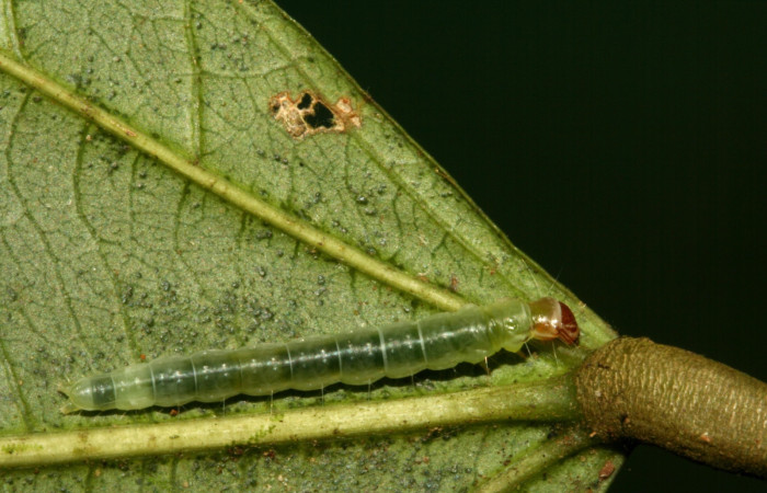 Fig. 6  Larva <i>Antaeotricha</i></i> zelleriEPR02, Depressariidae, (estadio U), mostrando la posición dorsal entero, se alimenta <i>Hasseltia floribunda</i></i>, familia (Salicaceae). Voucher: 09-SRNP-5078-DHJ464084.jpg. 
